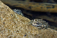 Southern Mountain Yellow-legged Frog