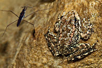 Southern Mountain Yellow-legged Frog