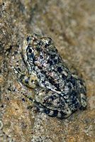 Southern Mountain Yellow-legged Frog