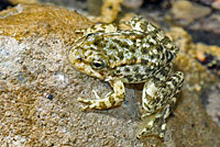 Southern Mountain Yellow-legged Frog