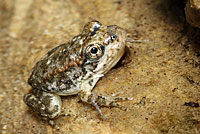 Southern Mountain Yellow-legged Frog