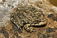 Southern Mountain Yellow-legged Frog