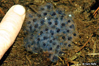 Sierra Nevada Yellow-legged Frog Eggs