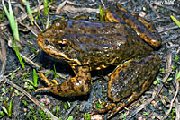 Sierra Nevada Yellow-legged Frog