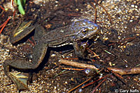 Sierra Nevada Yellow-legged Frog