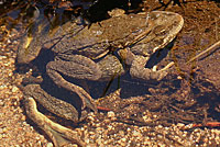 Sierra Nevada Yellow-legged Frog