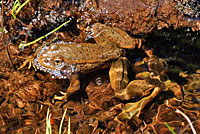 Sierra Nevada Yellow-legged Frog