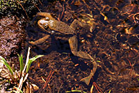 Sierra Nevada Yellow-legged Frog