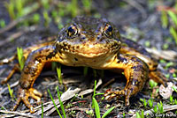 Sierra Nevada Yellow-legged Frog