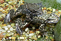 Southern Mountain Yellow-legged Frog