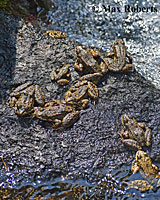 Southern Mountain Yellow-legged Frog