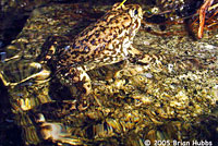 Southern Mountain Yellow-legged Frog