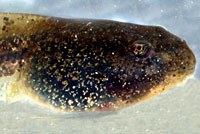 Sierra Nevada Yellow-legged Frog Tadpole