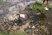 Sierra Nevada Yellow-legged Frog Tadpoles