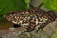 Southern Mountain Yellow-legged Frog