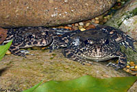 Southern Mountain Yellow-legged Frog