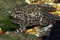 Southern Mountain Yellow-legged Frog