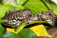 Southern Mountain Yellow-legged Frog