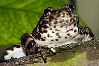 Southern Mountain Yellow-legged Frog