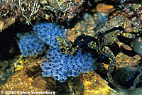 Sierra Nevada Yellow-legged Frog Eggs