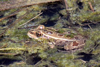 Northern Leopard Frog