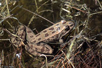 Northern Leopard Frog