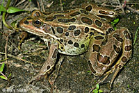 Northern Leopard Frog