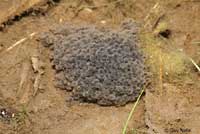 Northern Leopard Frog eggs