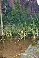 Northern Leopard Frog