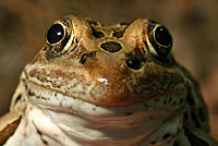 Northern Leopard Frog