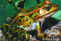 Northern Leopard Frog