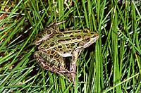 Northern Leopard Frog