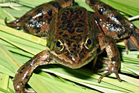 Oregon Spotted Frog