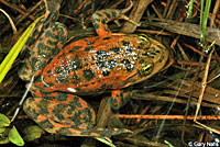 Oregon Spotted Frog