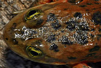 Oregon Spotted Frog