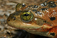 Oregon Spotted Frog