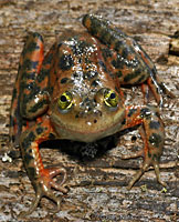 Oregon Spotted Frog