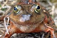 Oregon Spotted Frog