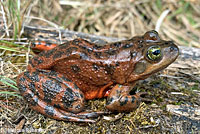 Oregon Spotted Frog