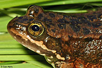 Oregon Spotted Frog