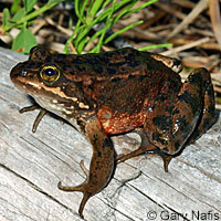 Oregon Spotted Frog