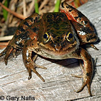 Oregon Spotted Frog