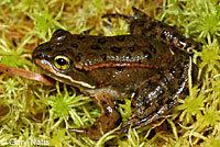 Oregon Spotted Frog