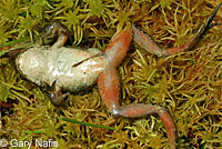 Oregon Spotted Frog