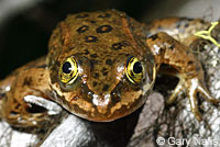 Oregon Spotted Frog