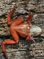 Oregon Spotted Frog