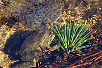 Sierra Nevada Yellow-legged Frog