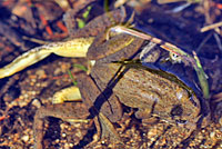 Sierra Nevada Yellow-legged Frog