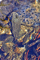 Sierra Nevada Yellow-legged Frog