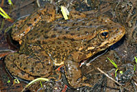 Sierra Nevada Yellow-legged Frog